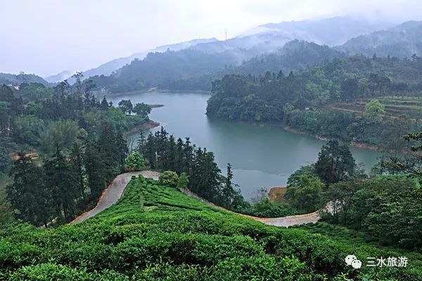 景美人少长假最后两天来佛山森林秘境清爽一下