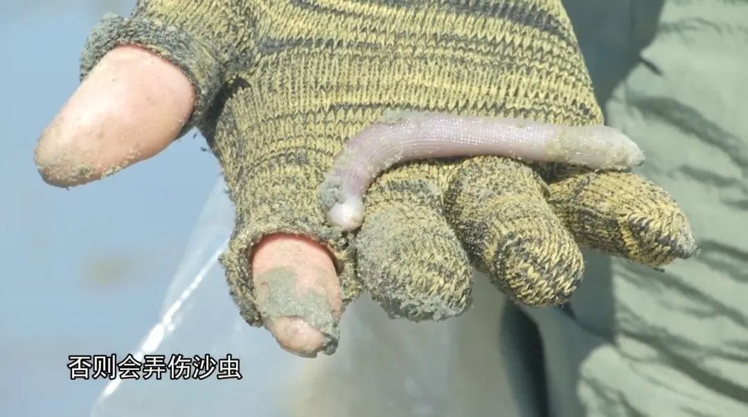 玩转广东赶海挖沙虫捉沙蟹轻松收获各种海鲜