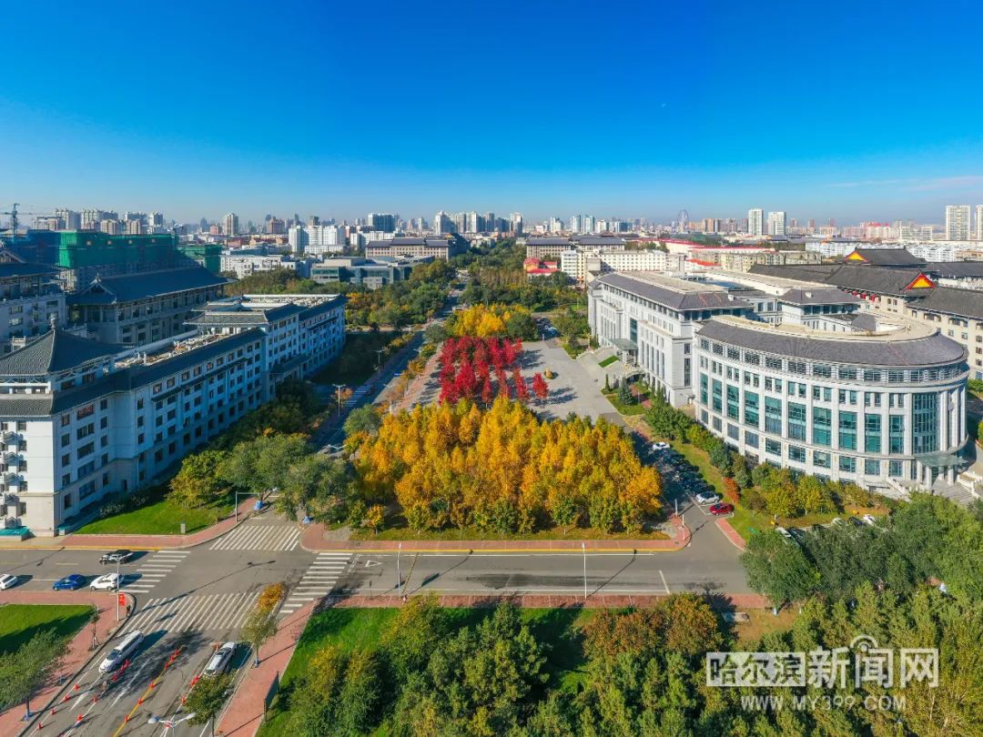 秋意渐浓哈工程的枫叶红了就这么看看吧