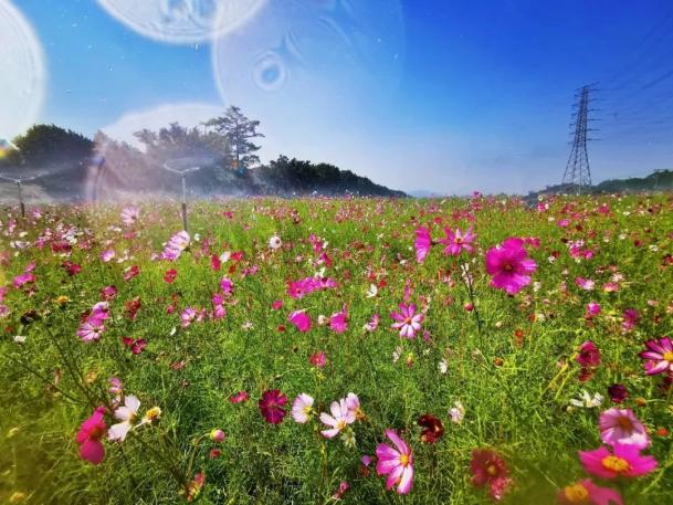 三水这些最美乡村打卡点现在去玩刚刚好