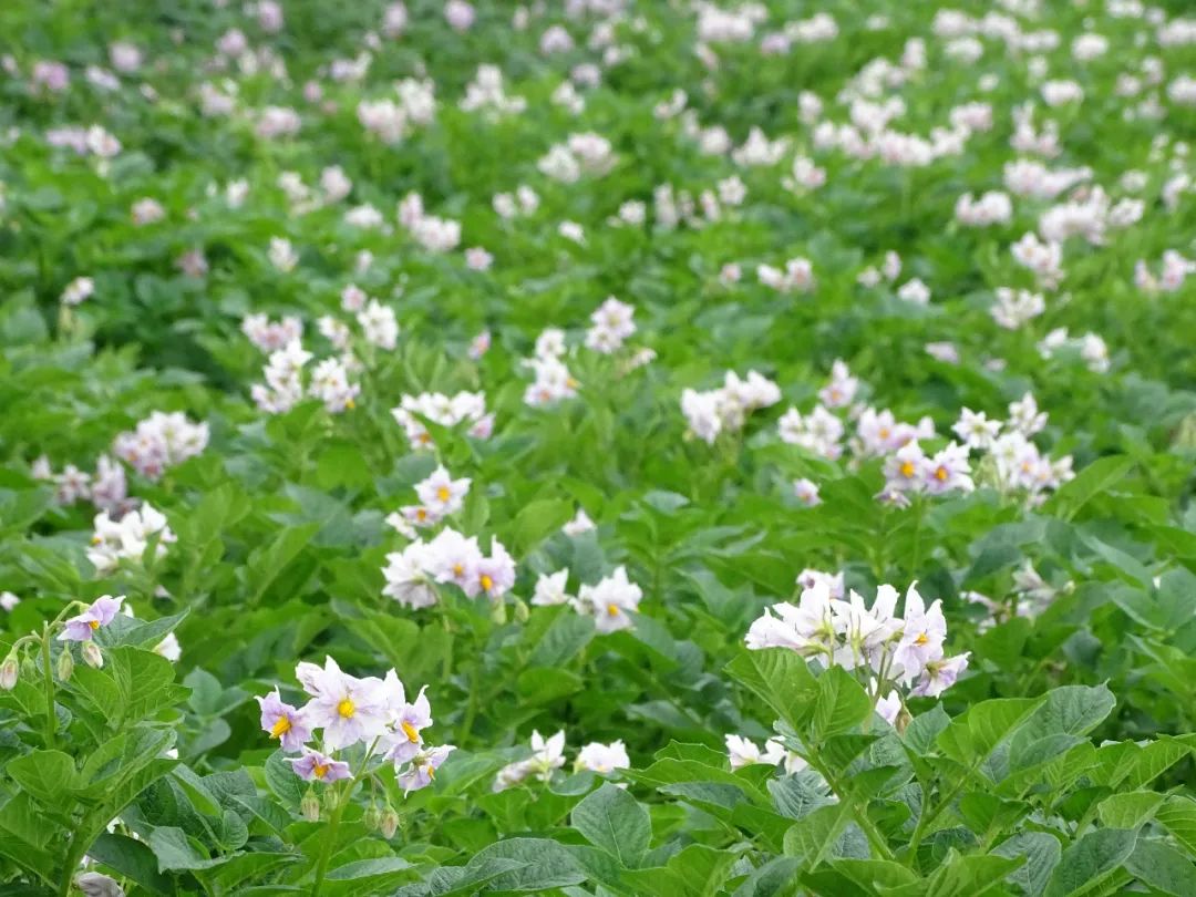 洋芋开花赛牡丹 ——连儿湾乡人大助推马铃薯产业纪实