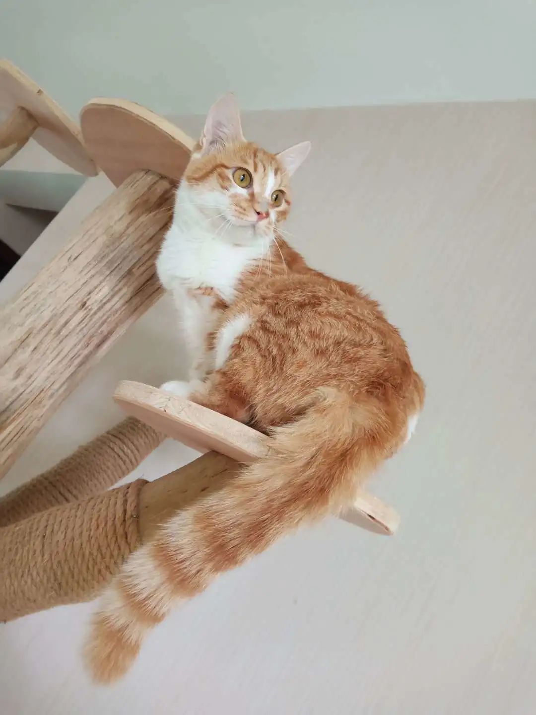 上海领养橘猫三花两只成年猫