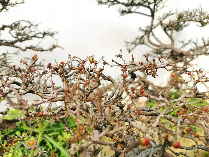 海派盆景常用树种—雀梅