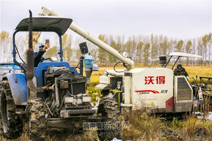 2020-10-09 08:59哈尔滨新闻网官方澎湃号哈尔滨新闻网