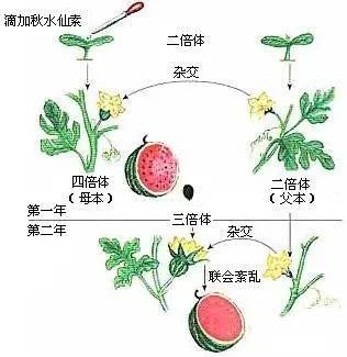 三倍体食物听着很厉害有木有无籽西瓜就是