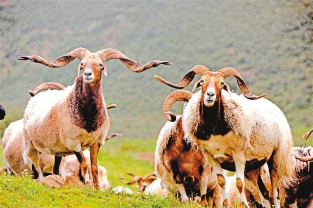 雨中的阿旺绵羊.