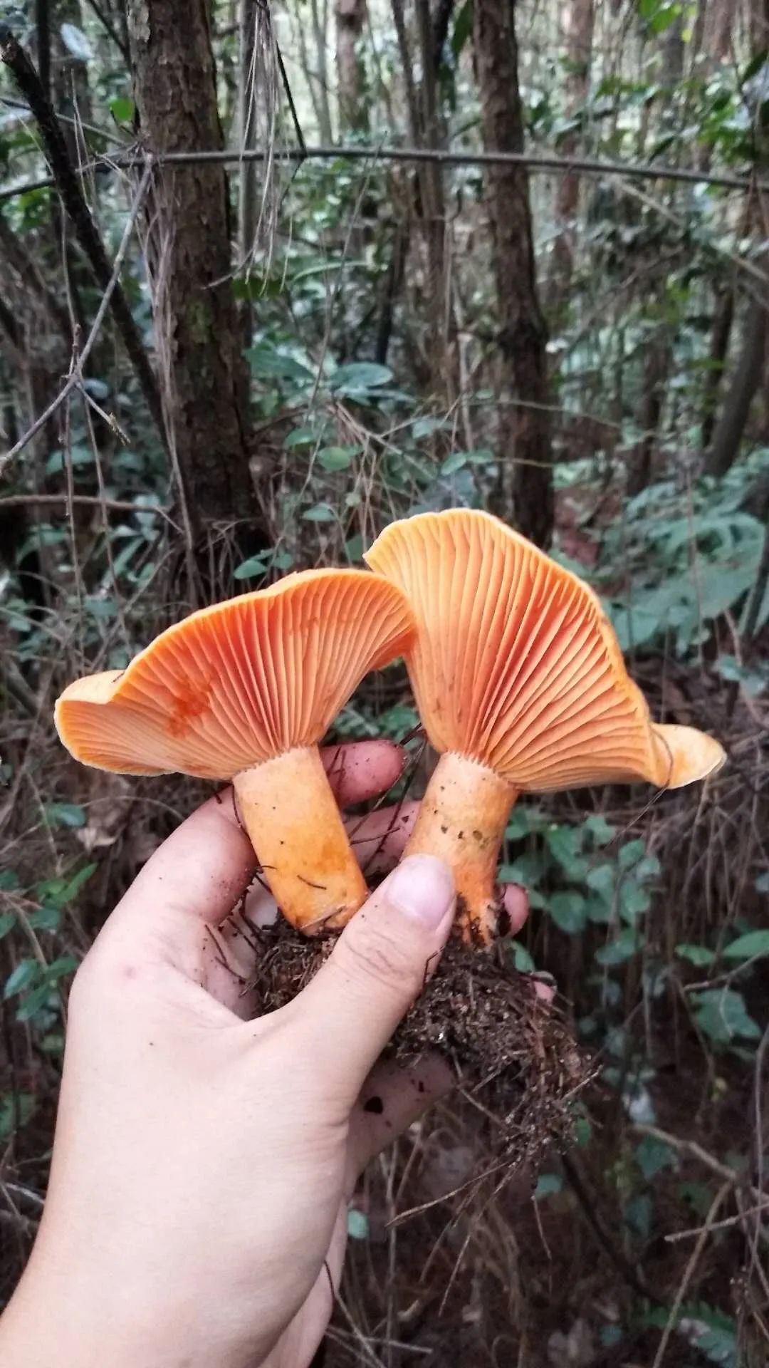 图文无关 "这段时间,山岭里的九月香菌子多, 还有其他杂菌子, 任某