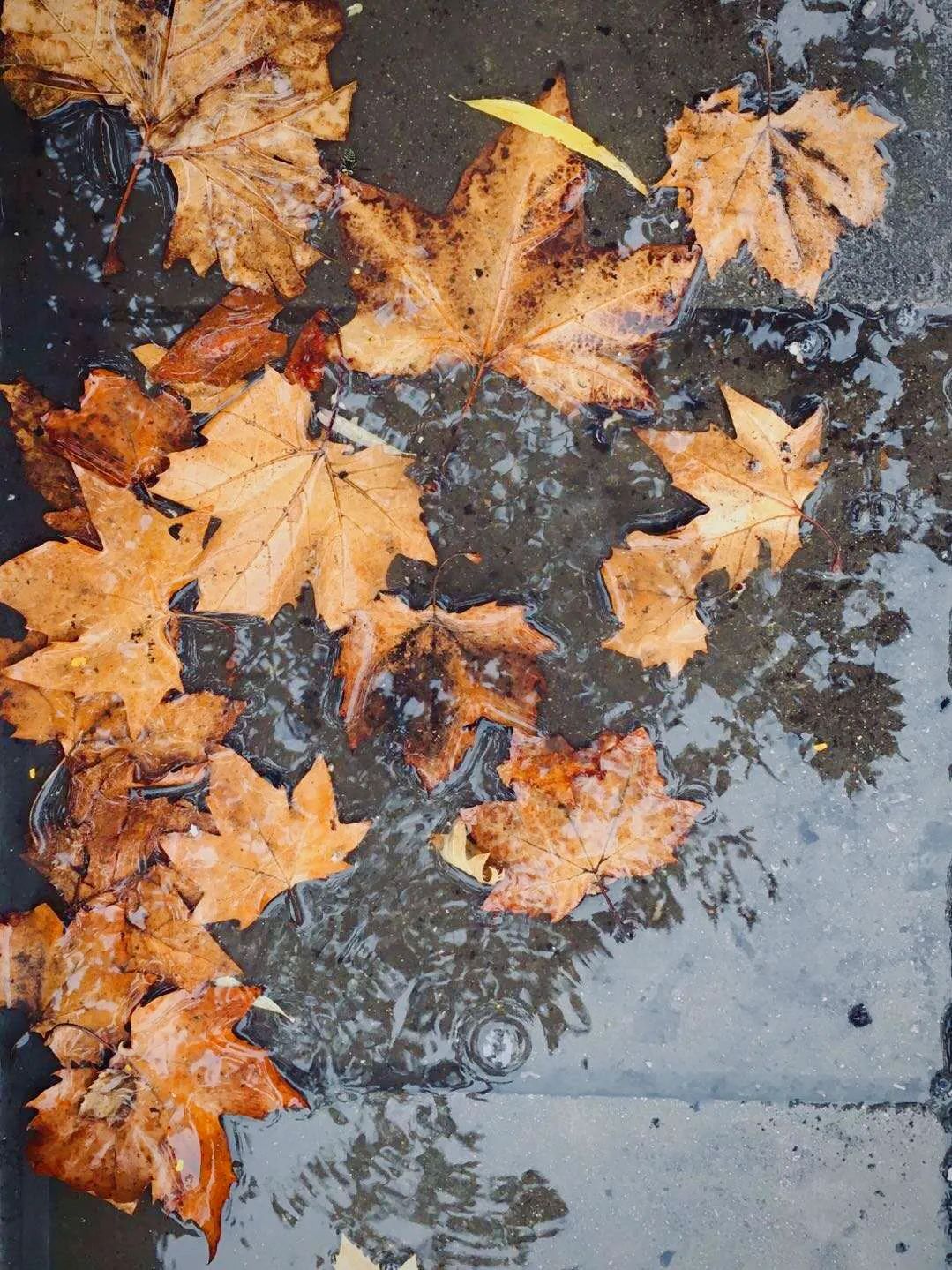 黄红蓝寒露下的秋色西电