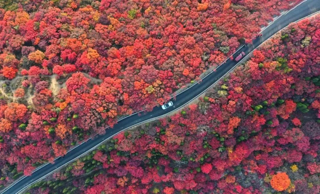 打卡博山博山區將舉辦紅葉節暨紅葉柿巖杯全國短視頻攝影大賽