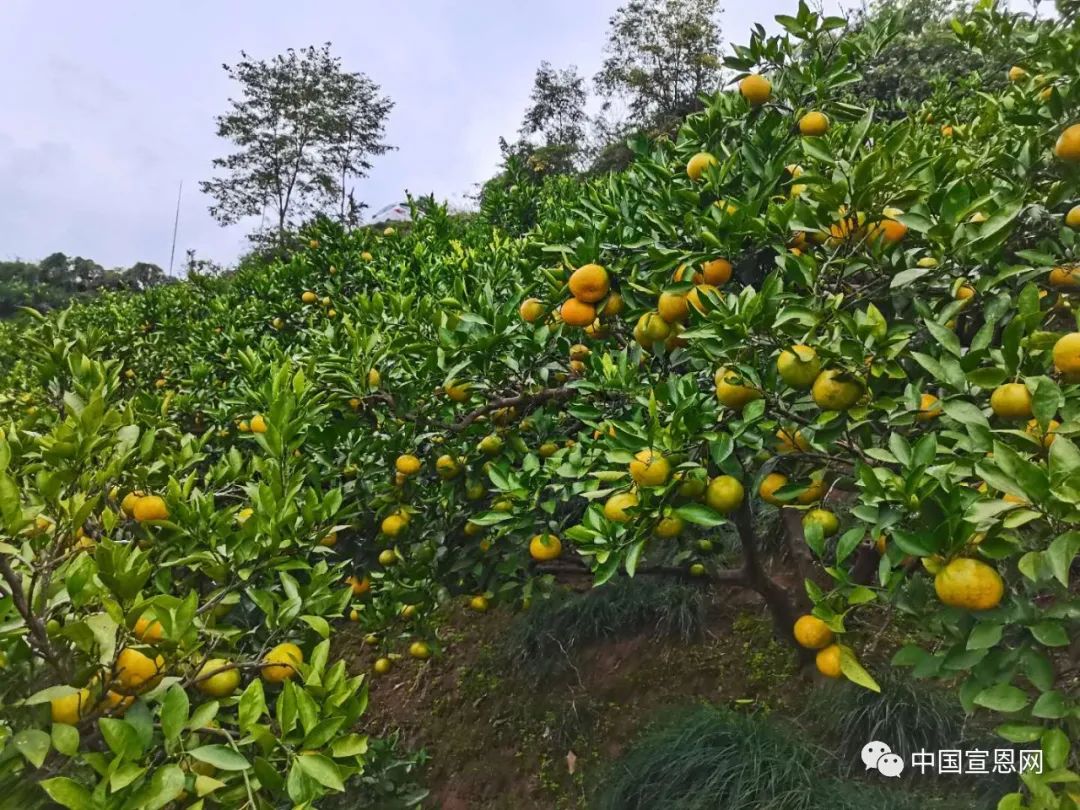 珠山镇园艺村200多亩蜜柑成熟啦快去摘