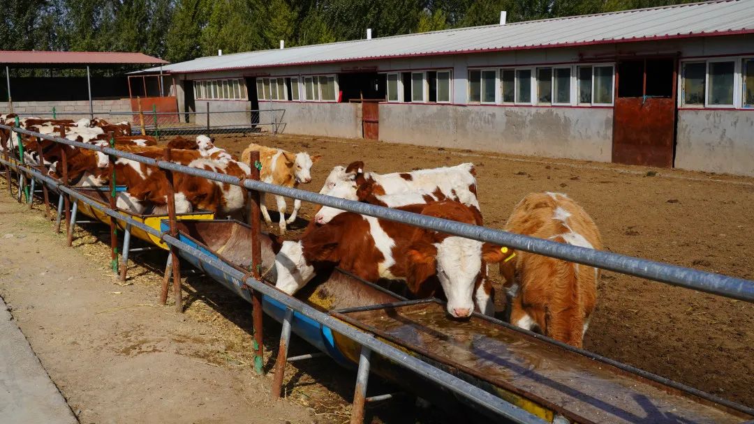 作为一个以天然草原放牧为主的传统畜牧业县,近年来,肃南县依托肃南