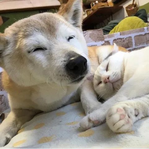 小猫咪爱上痴呆狗：如果可以，我希望下辈子还能遇见你