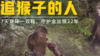 中国独有滇金丝猴，三代“猴爸爸”在深山追了22年