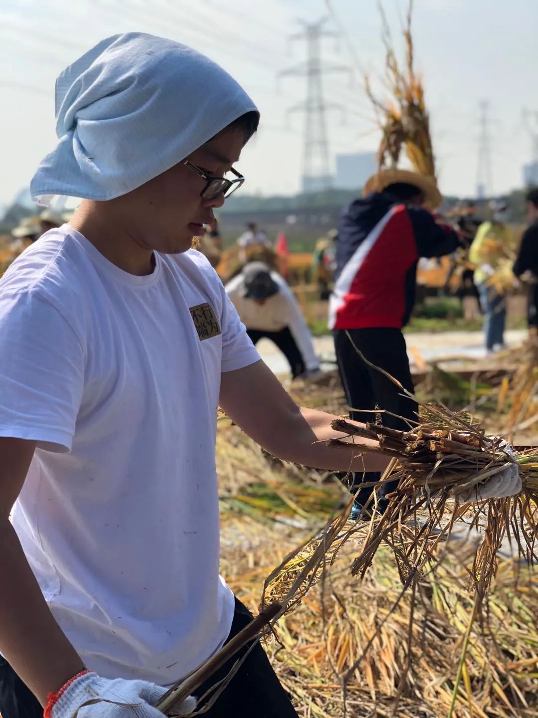 割稻脱粒挖苕武大农夫干活儿忙