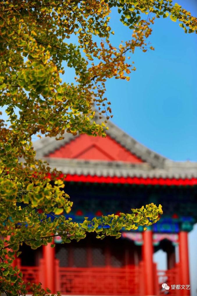 尧母庙银杏树守望岁月一抹金黄凄美了季节