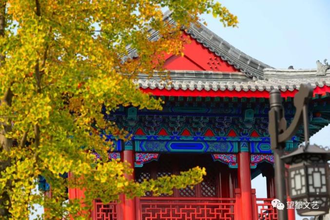 尧母庙银杏树守望岁月一抹金黄凄美了季节