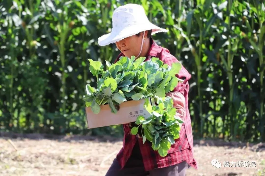 臨夏市折橋鎮一茬莊稼變兩茬高原夏菜撐起老百姓致富夢