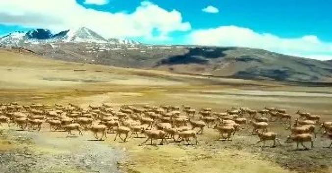 藏羚羊迁徙路线图片