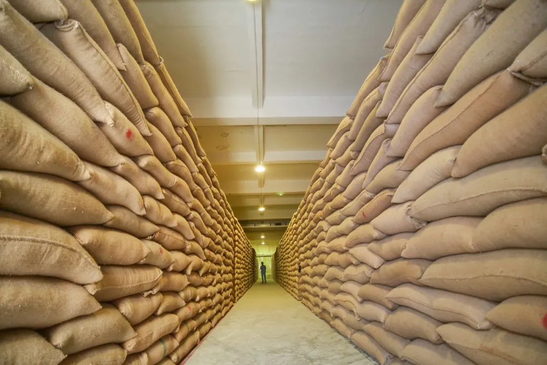 丰收啦小布带你探营浦东粮仓看麦浪稻浪滚滚而下