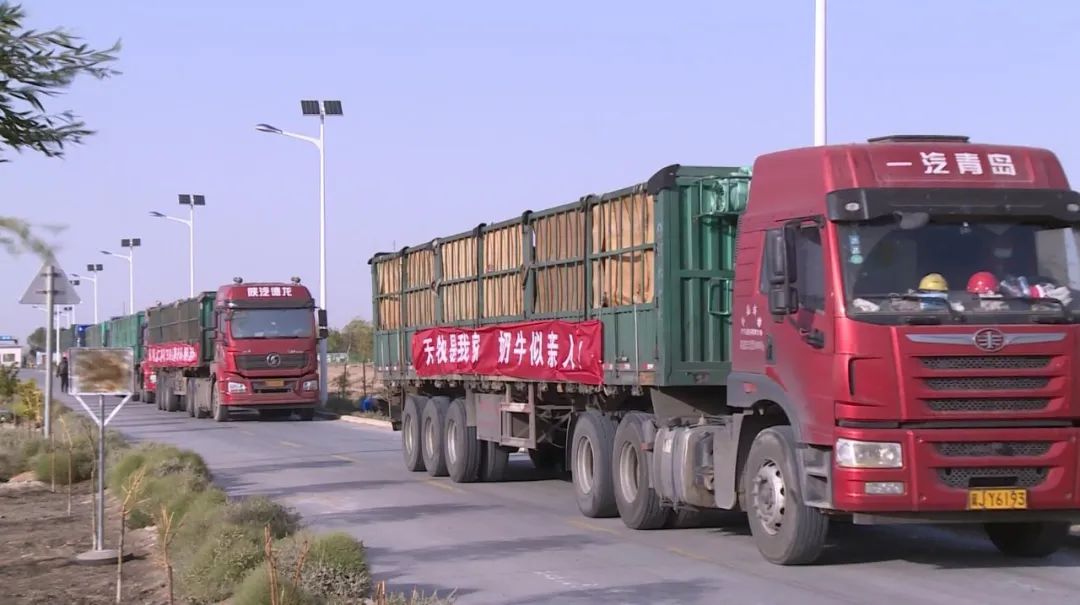 新西兰3500头奶牛远渡重洋落户金昌打好优质奶源这张牌