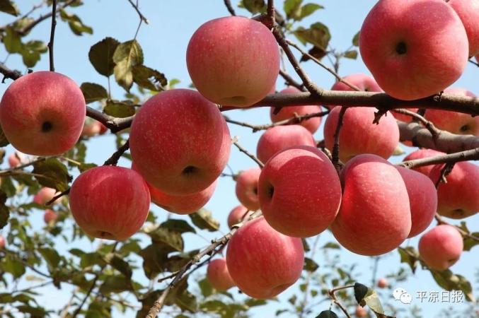 苹果的种植技术和发展 221.jpg