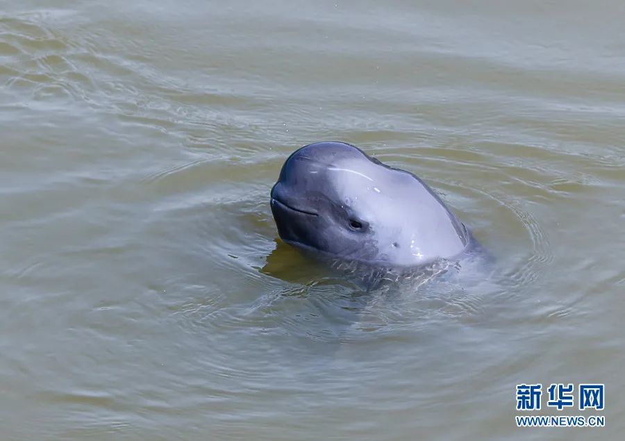 10月11日,在铜陵淡水豚国家级自然保护区,长江江豚在水中嬉戏.