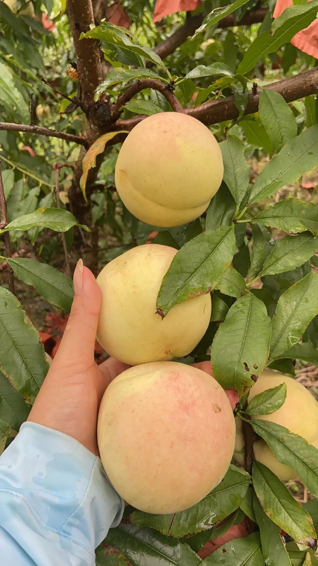 已经挂满枝头太平镇南门分场世外桃源的冬桃再来尝尝甜脆可口的冬桃吧