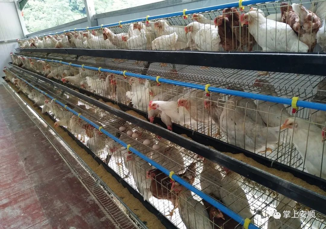 贵州安顺养殖场养鸡图片