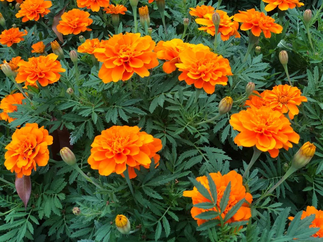 爽朗阳光的太阳花说的是谁