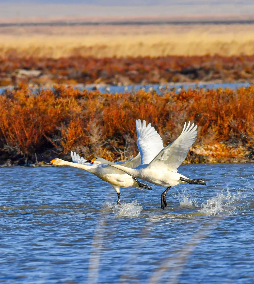 画面太美金秋草原候鸟飞