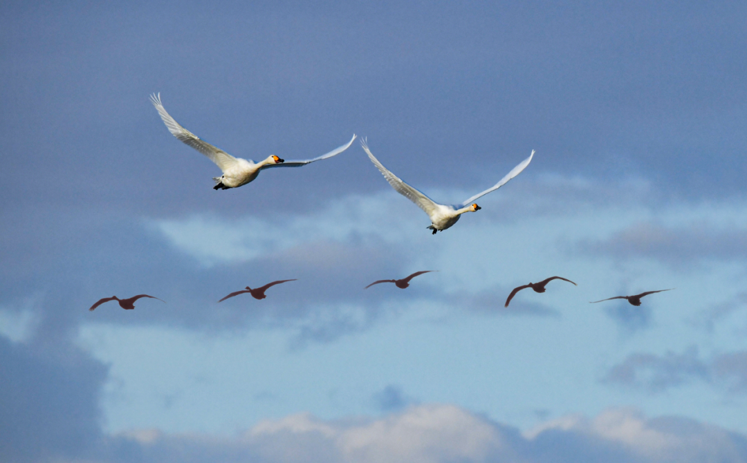 金秋草原候鸟飞
