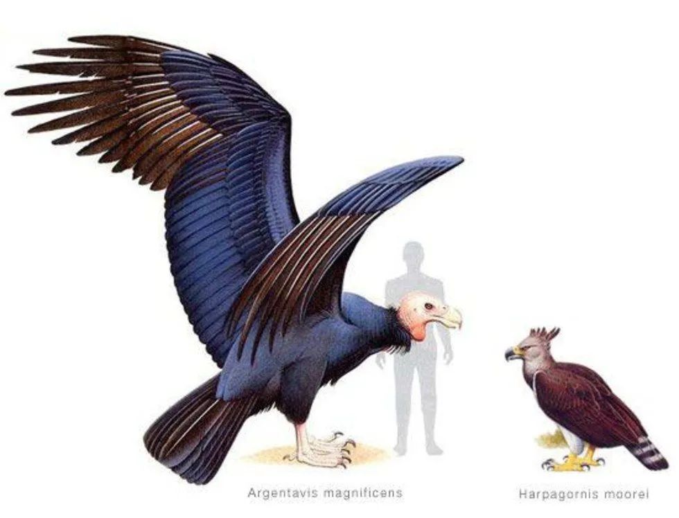 阿根廷巨鹰复原图图片