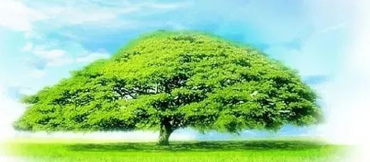 那年新概念那年榕树下