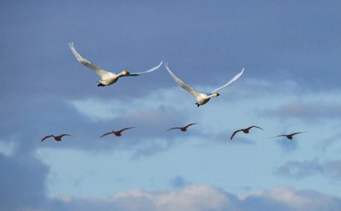 画面太美!金秋草原候鸟飞