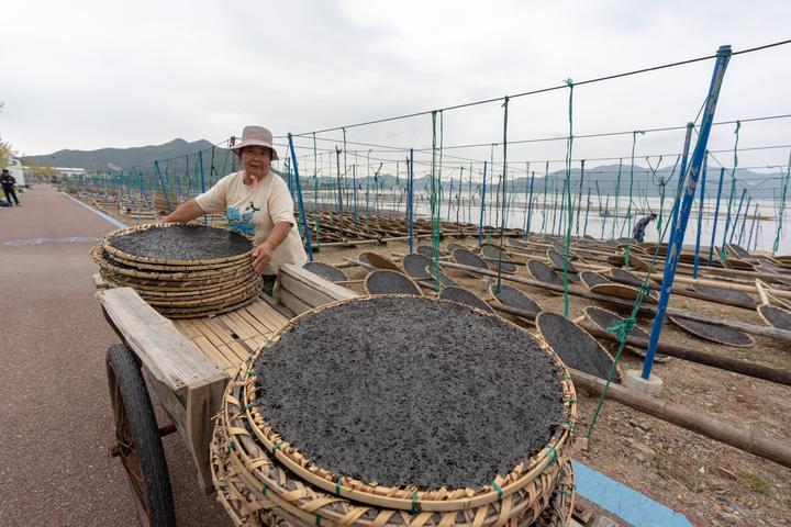 浙江日报聚焦象山头水紫菜开采镜头记录丰收盛况