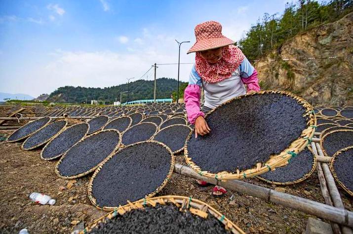 浙江日报聚焦象山头水紫菜开采镜头记录丰收盛况