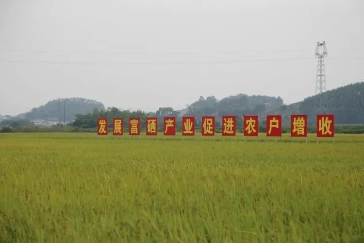 象州马坪:万亩富硒晚稻五彩景 新庆田园风光美如画