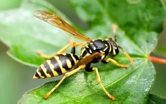 以毒攻毒,黄蜂毒液可提取新型抗生素,可治疗败血症