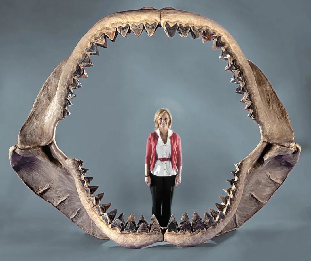 Hammerhead Shark Skeleton 3D Model $79 - .3ds .c4d .fbx .ma .max .obj ...