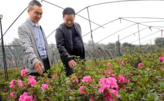 平顶山：花卉苗木种植助农增收脱贫