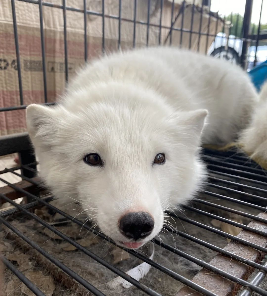 保护站工作人员告诉记者,这只年幼的北极狐很大可能为家养被主人遗弃