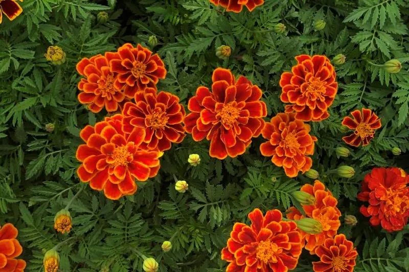 上海植物园孔雀草热情洋溢绚丽绽放快来秋季花展赏花吧