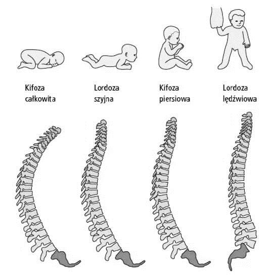婴儿竖抱脊柱弯曲图图片