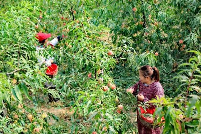 【脱贫攻坚】令人"桃"醉 | 曲阳柳树沟冬桃采摘正当时!