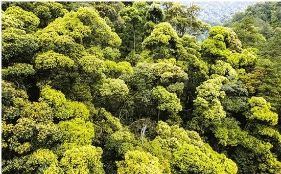 原生常绿阔叶林