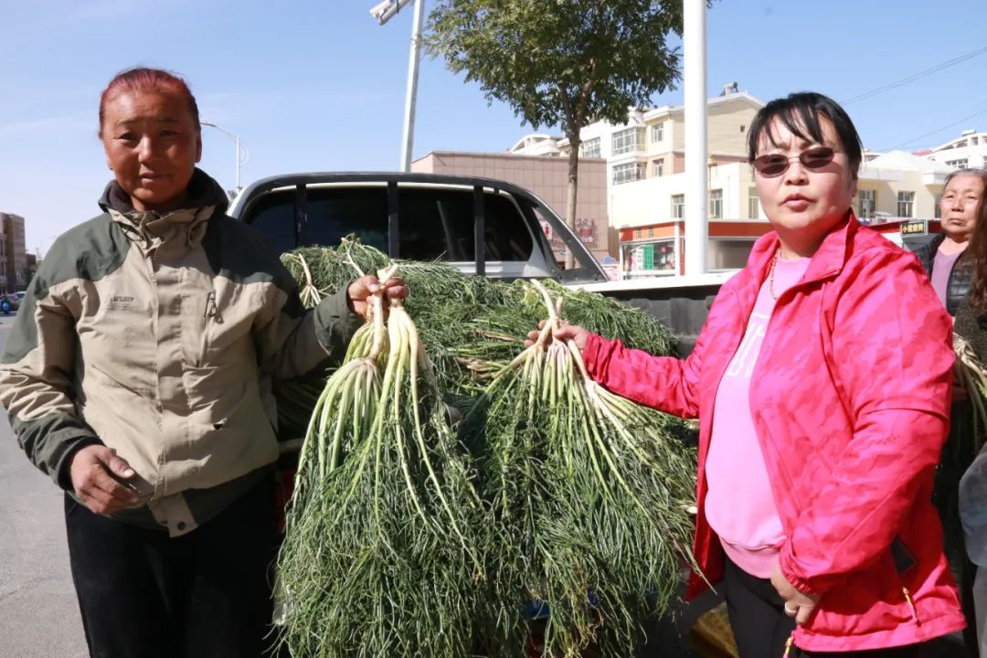 蒙古文今年沙芥长势喜人牧民们又多一条增收渠道