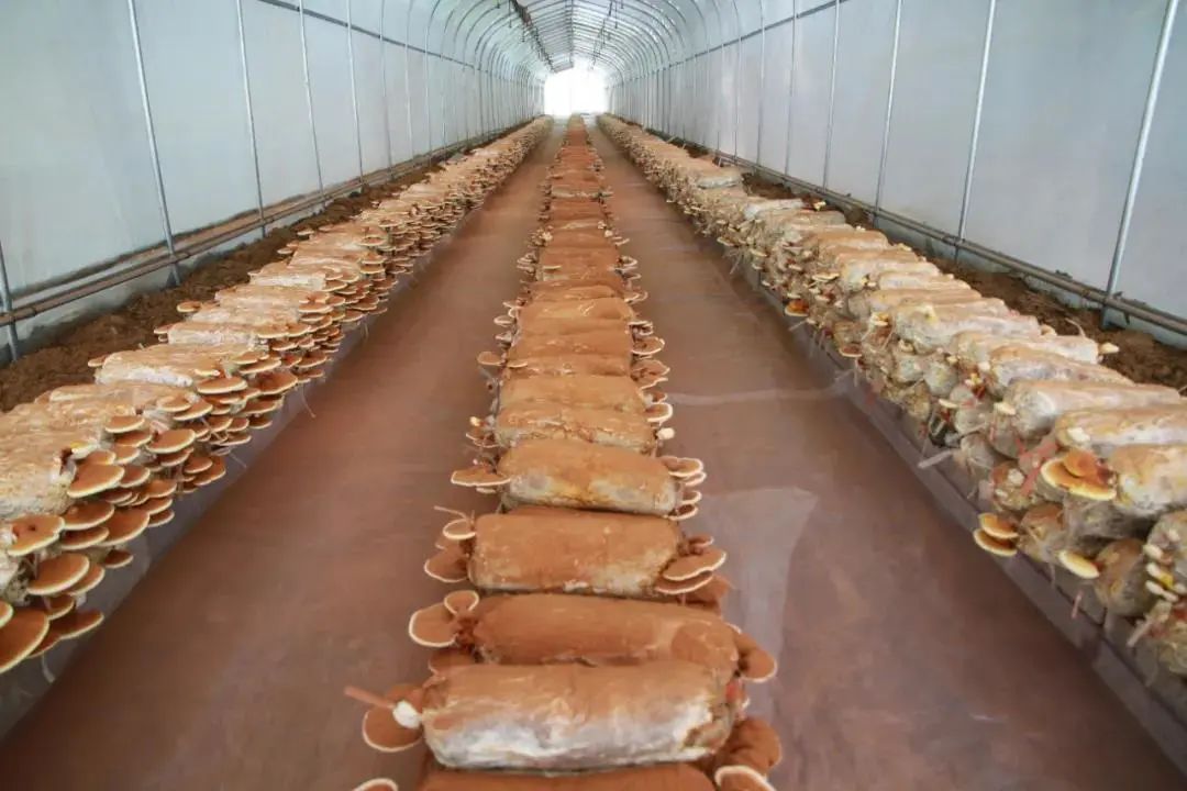 北虫草也种植上了就连村里人以前没见过的种上了各类食用