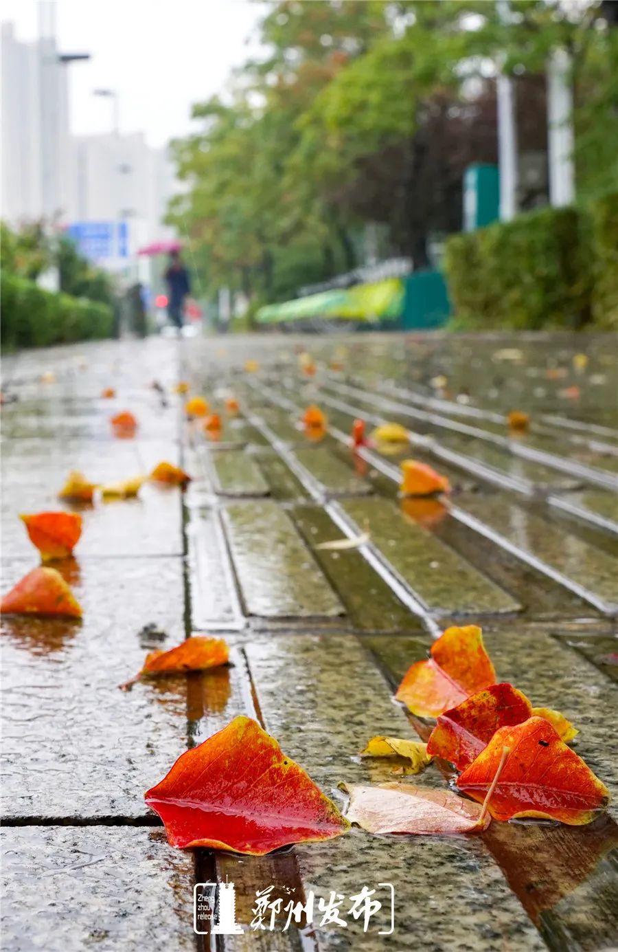 秋天的雨的图片大全图片