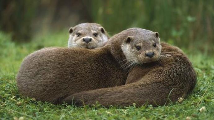 法治课丨噪声致貂貉死亡施工方被判赔43万元