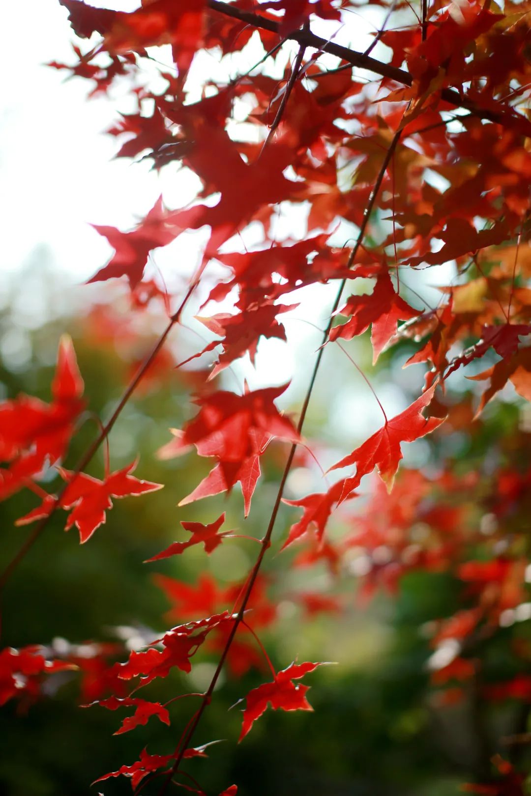探讨红叶的生长环境,欣赏红叶的形状,感受自然地理的奥妙和最真实的